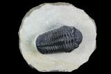 Pedinopariops Trilobite - Mrakib, Morocco #125198-1